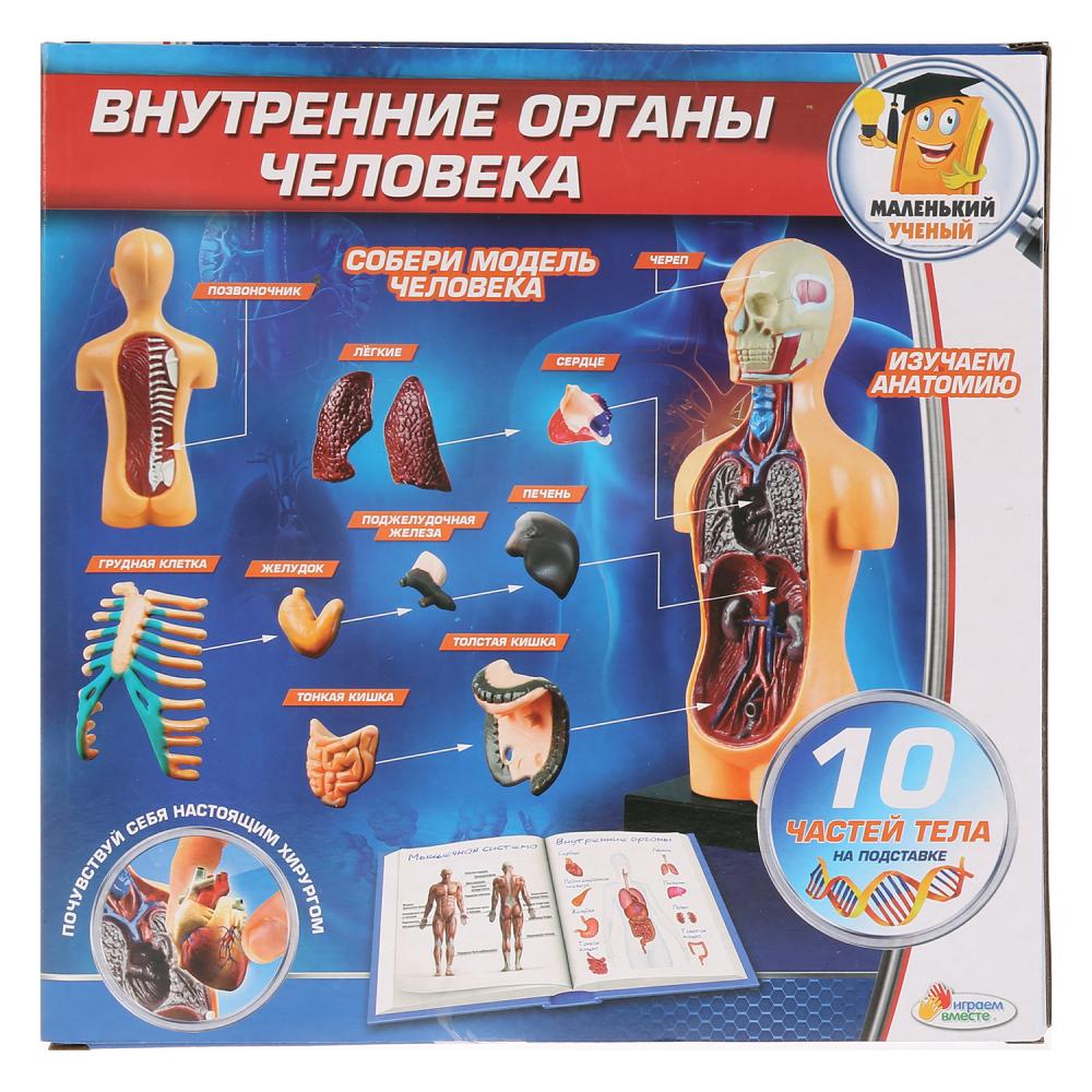 Набор – Внутренние органы человека  